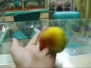 the parrot who saw sex