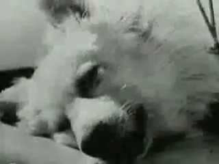 animation of the dog's head (experiments by s. s. bryukhonenko)