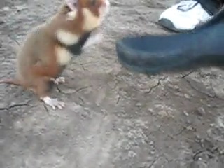 chuck norris hamster