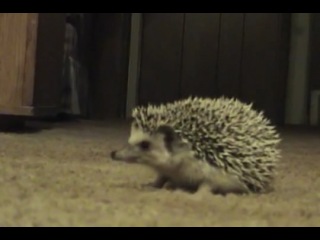 funny hedgehog reaction