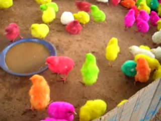 rainbow chickens