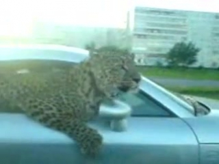 a leopard in a wheelbarrow .... this is a real pont =)